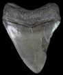 Serrated, Fossil Megalodon Tooth #70771-1